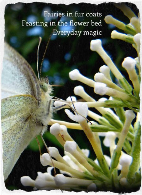 Fairies in fur coats Feasting in the flower bed Everyday magic